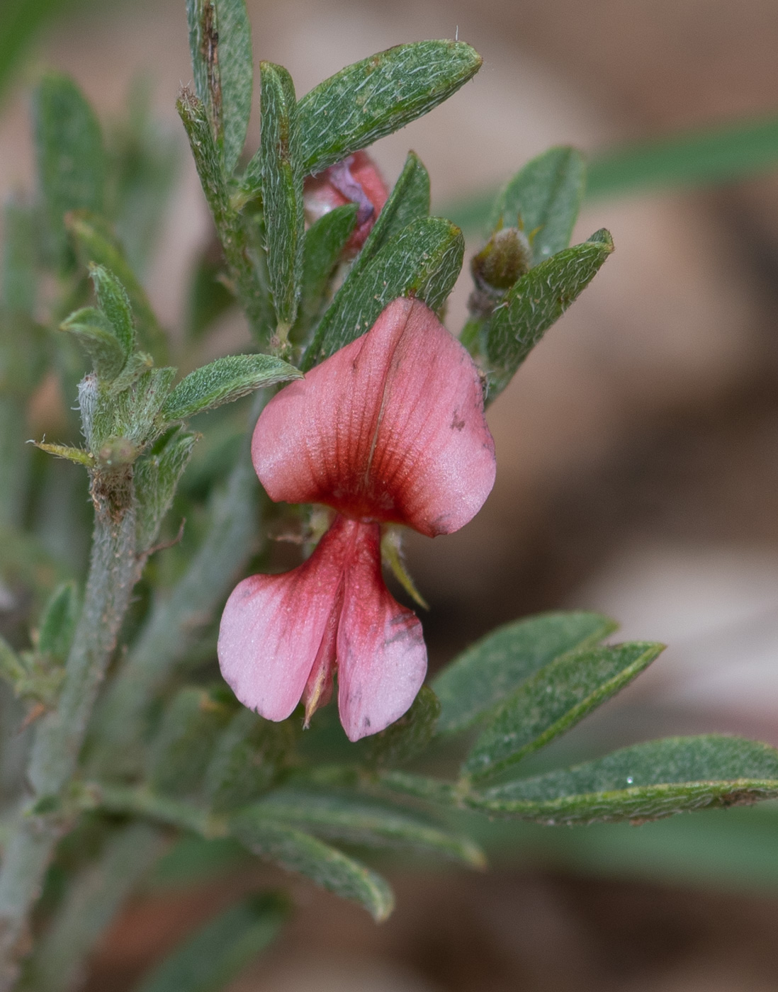 Image of Indigofera heterotricha specimen.