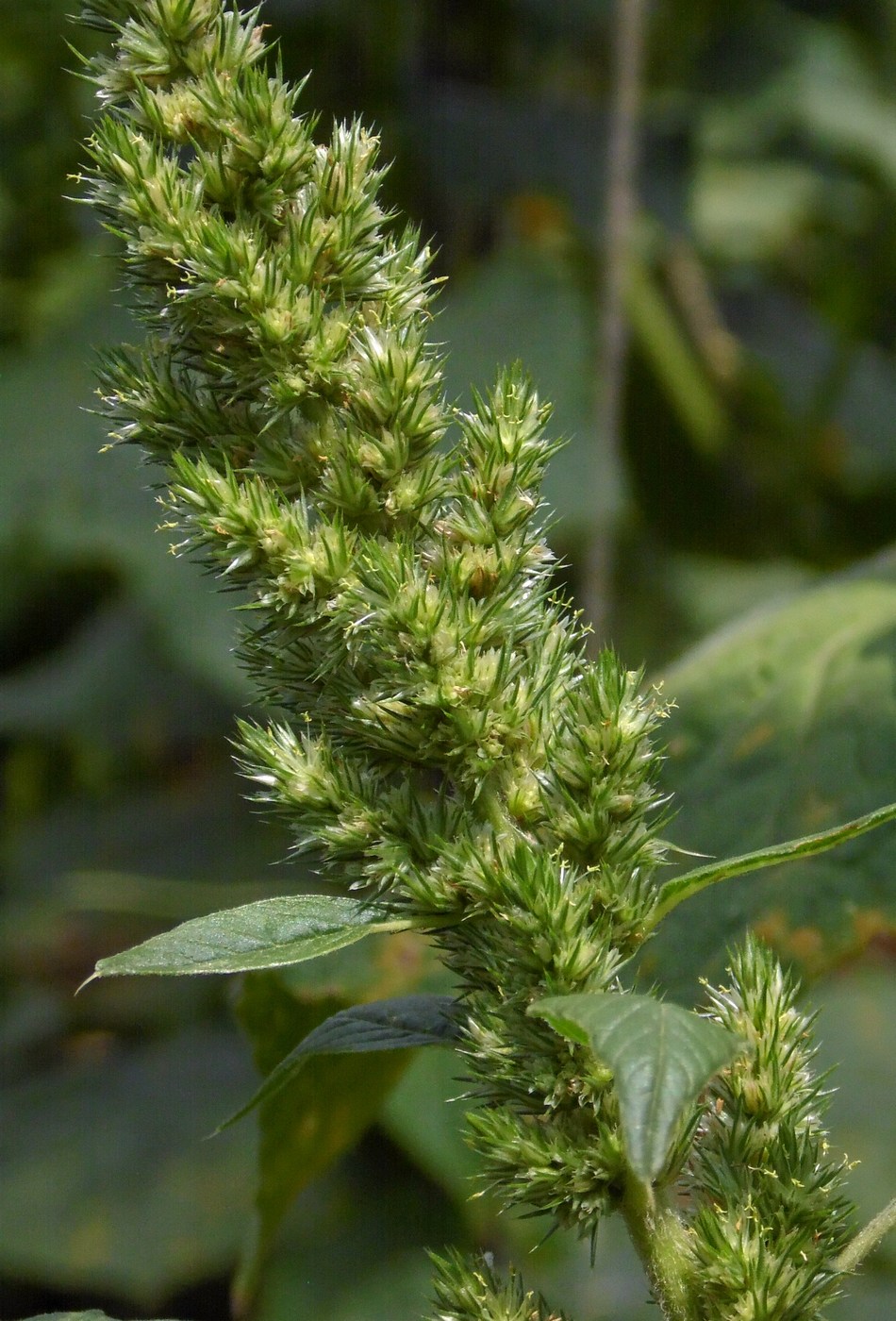 Image of Amaranthus retroflexus specimen.