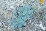 Seseli gummiferum. Вегетирующее растение. Крым, Карадагский заповедник, каменистый склон. 21 мая 2016 г.