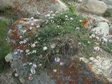 Astragalus captiosus. Цветущее растение. Кабардино-Балкария, Эльбрусский р-н, долина р. Ирик, ок. 2200 м н.у.м., каменистый склон. 06.07.2020.