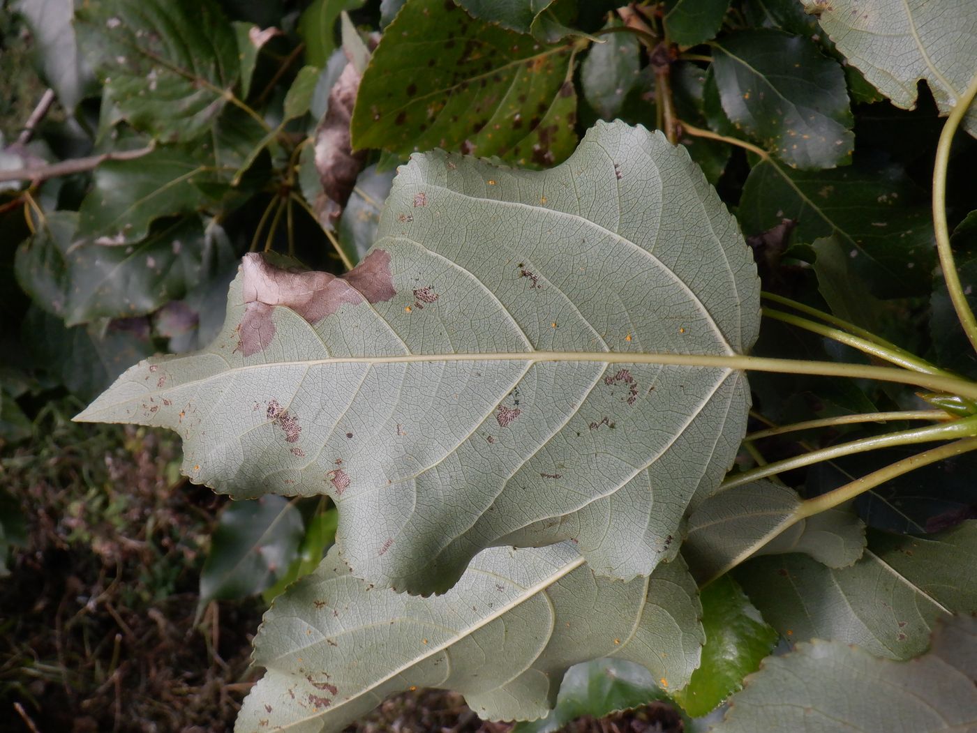 Изображение особи Populus &times; berolinensis.