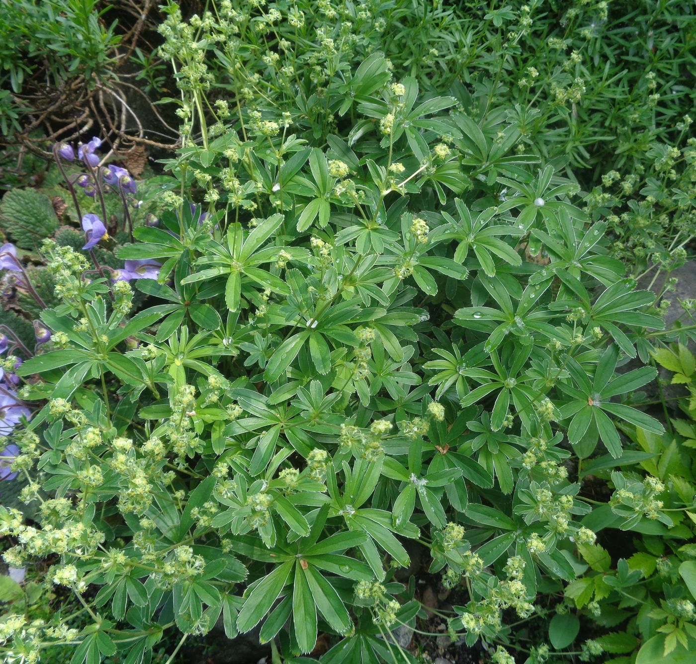 Image of genus Alchemilla specimen.