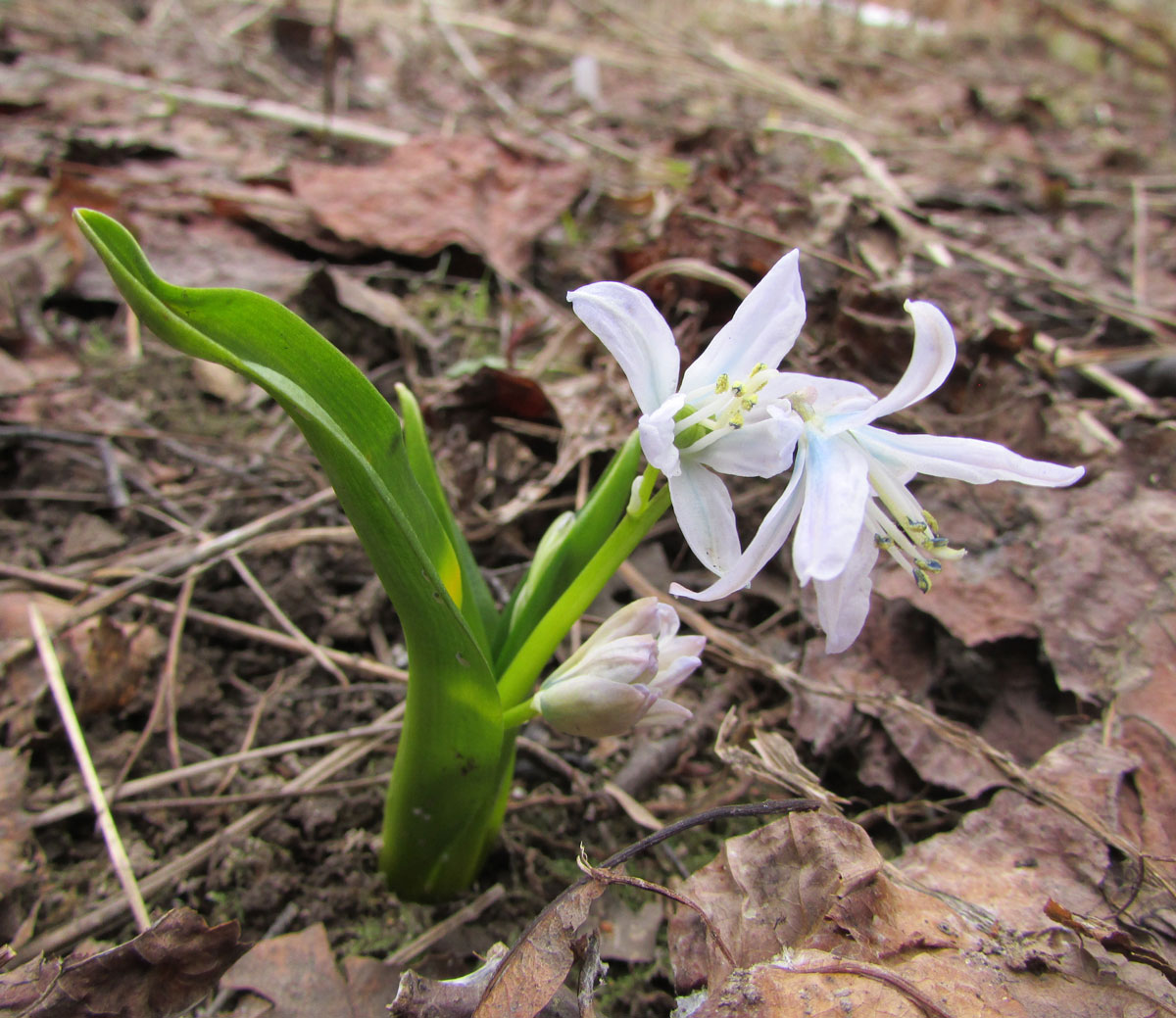 Image of Scilla mischtschenkoana specimen.