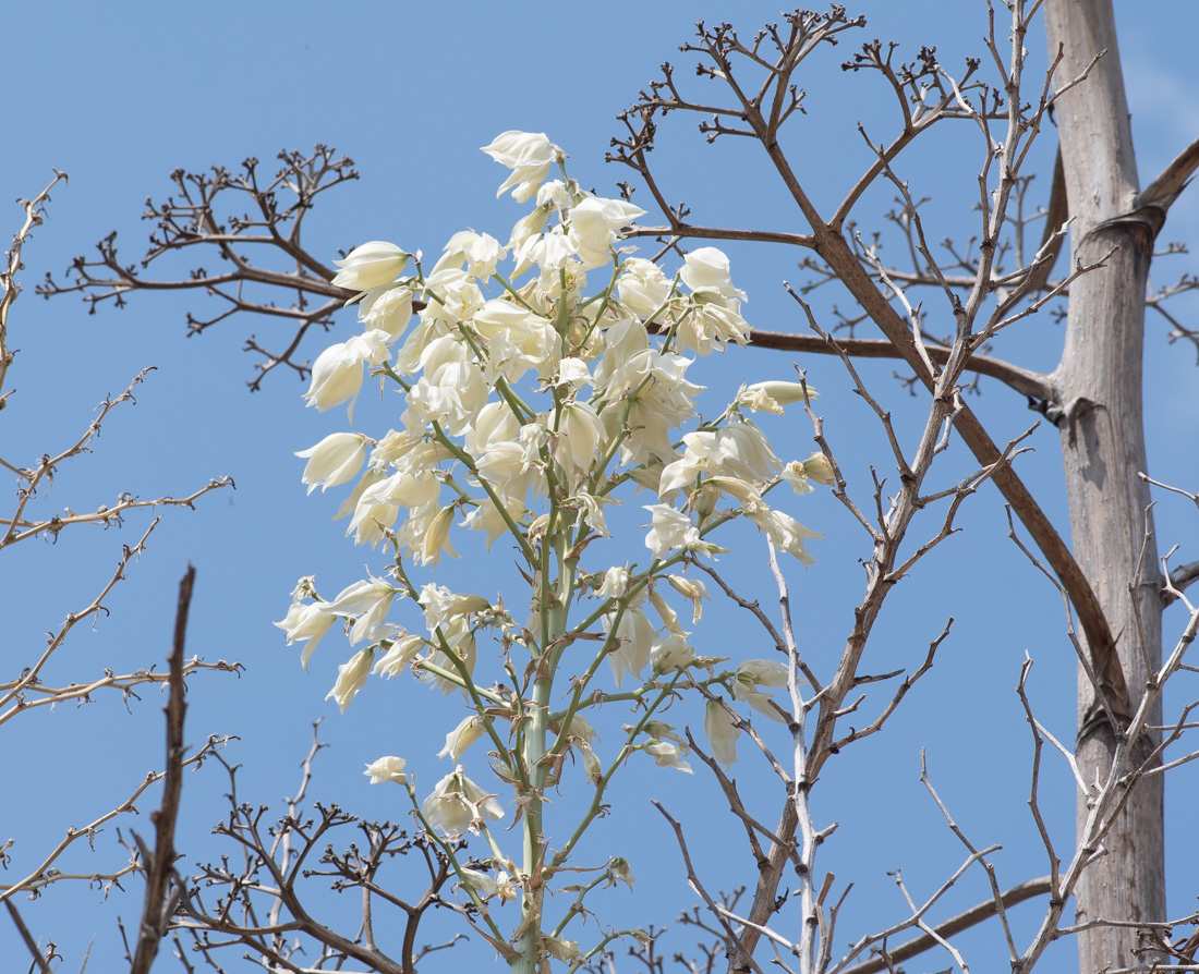 Изображение особи Yucca elata.