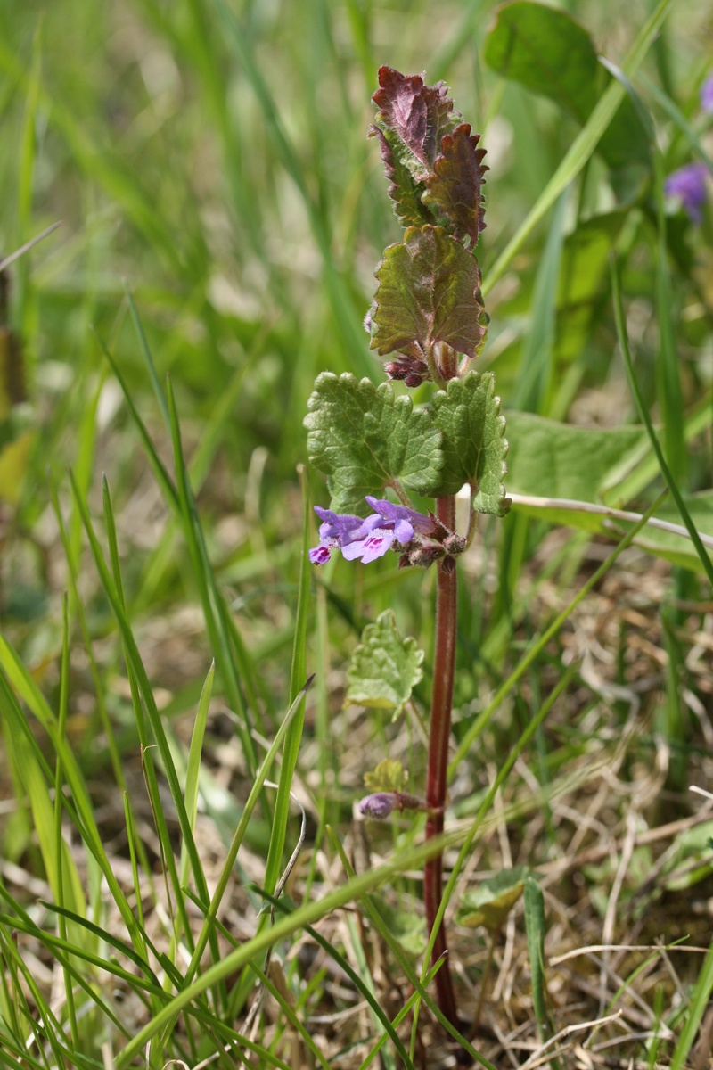 Изображение особи Glechoma hederacea.