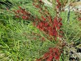 Allocasuarina emuina. Часть ветви с соцветиями. Австралия, г. Брисбен, ботанический сад. 27.06.2021.