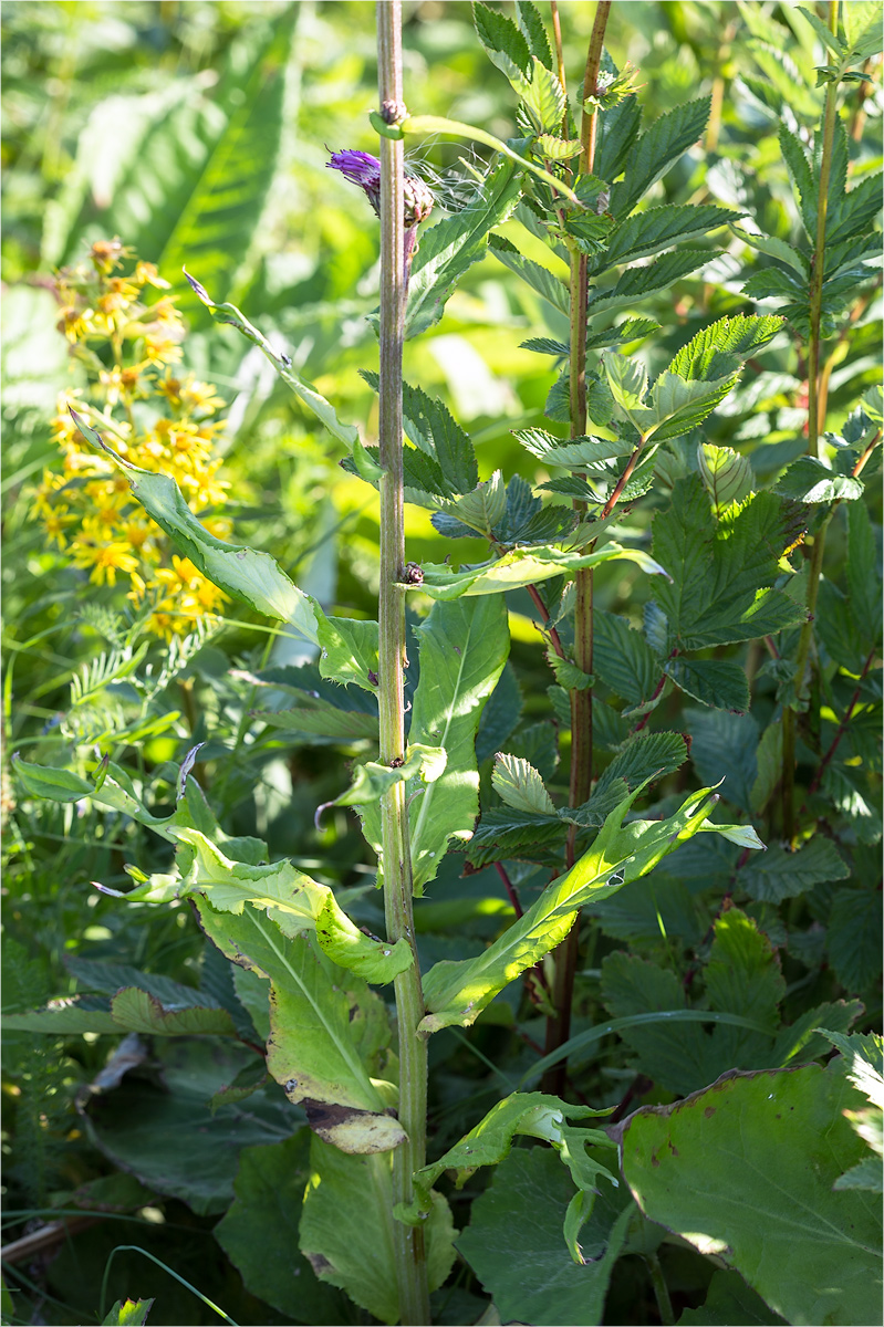 Image of Cirsium heterophyllum specimen.