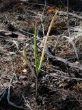 Смотреть изображение Allium altaicum