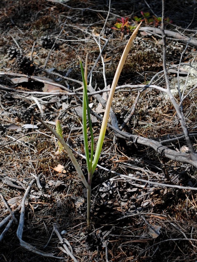 Image of Allium altaicum specimen.