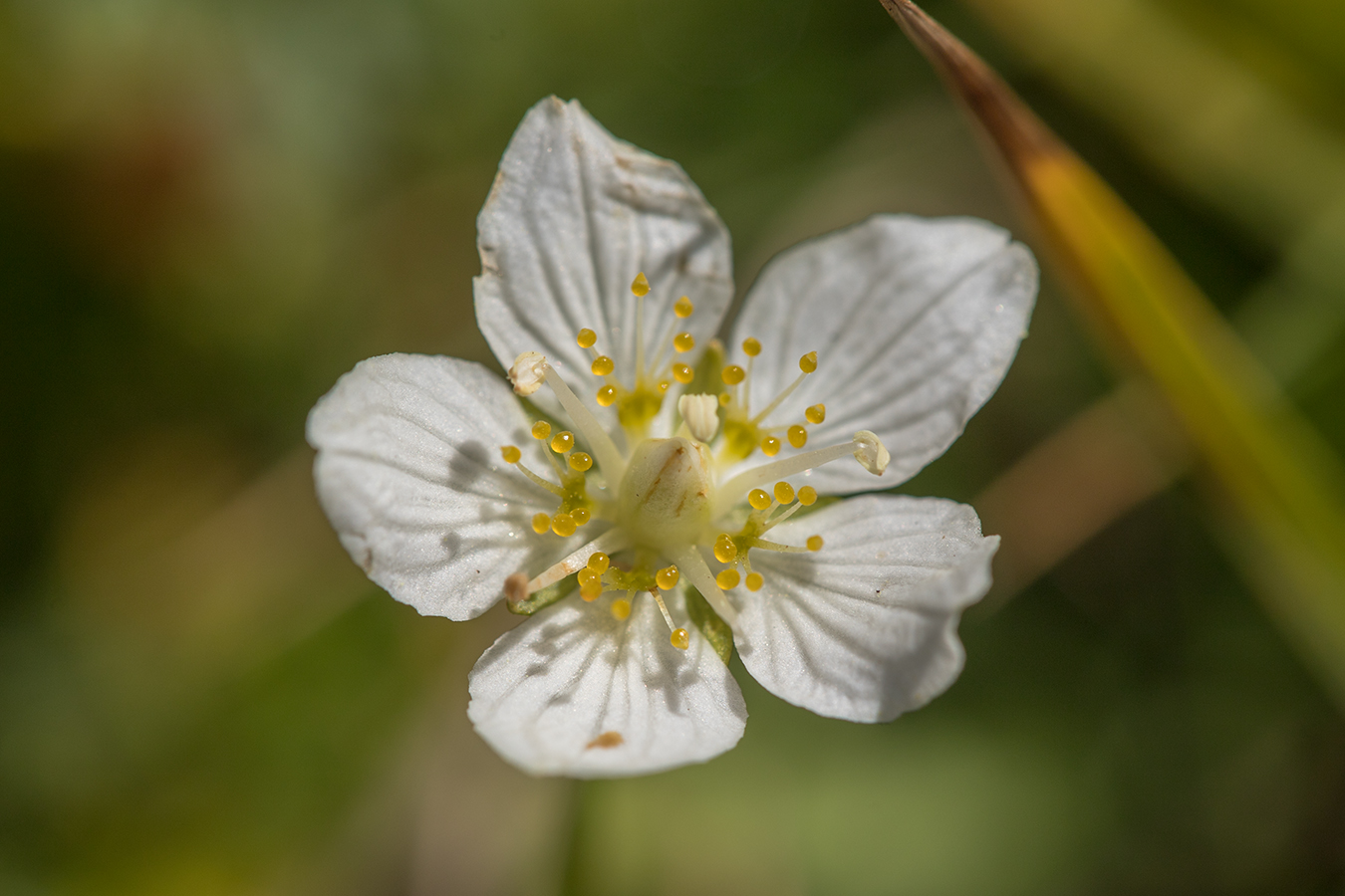 Image of Parnassia palustris specimen.