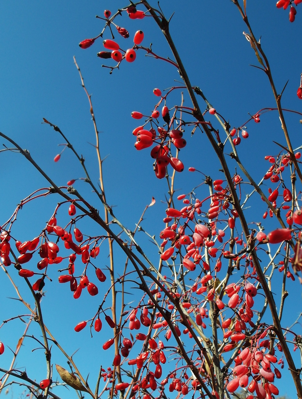 Изображение особи Berberis vulgaris.