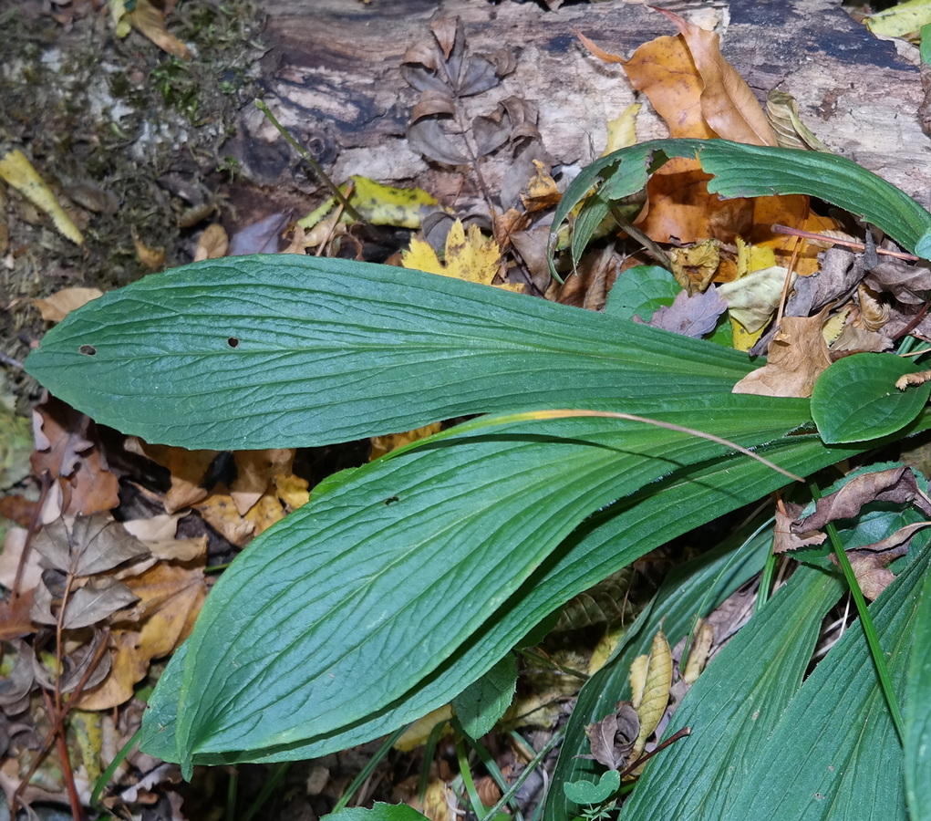 Image of Digitalis schischkinii specimen.