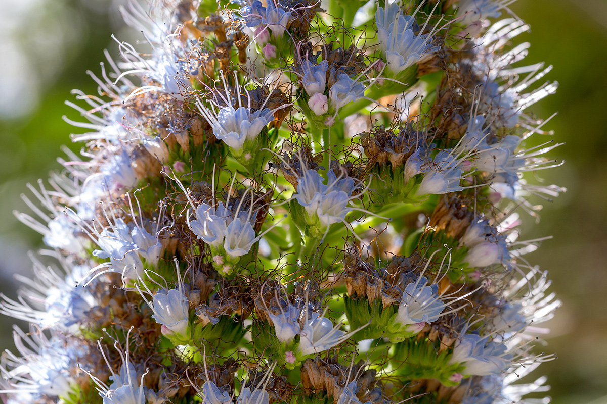 Изображение особи Echium acanthocarpum.