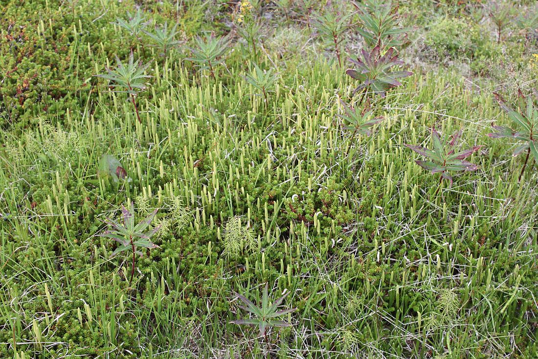 Изображение особи Lycopodium lagopus.