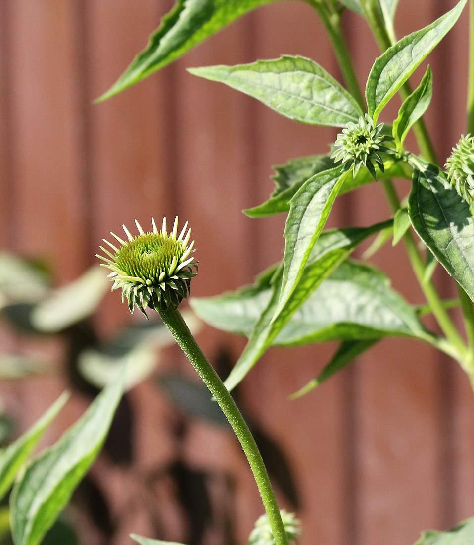 Image of Echinacea purpurea specimen.