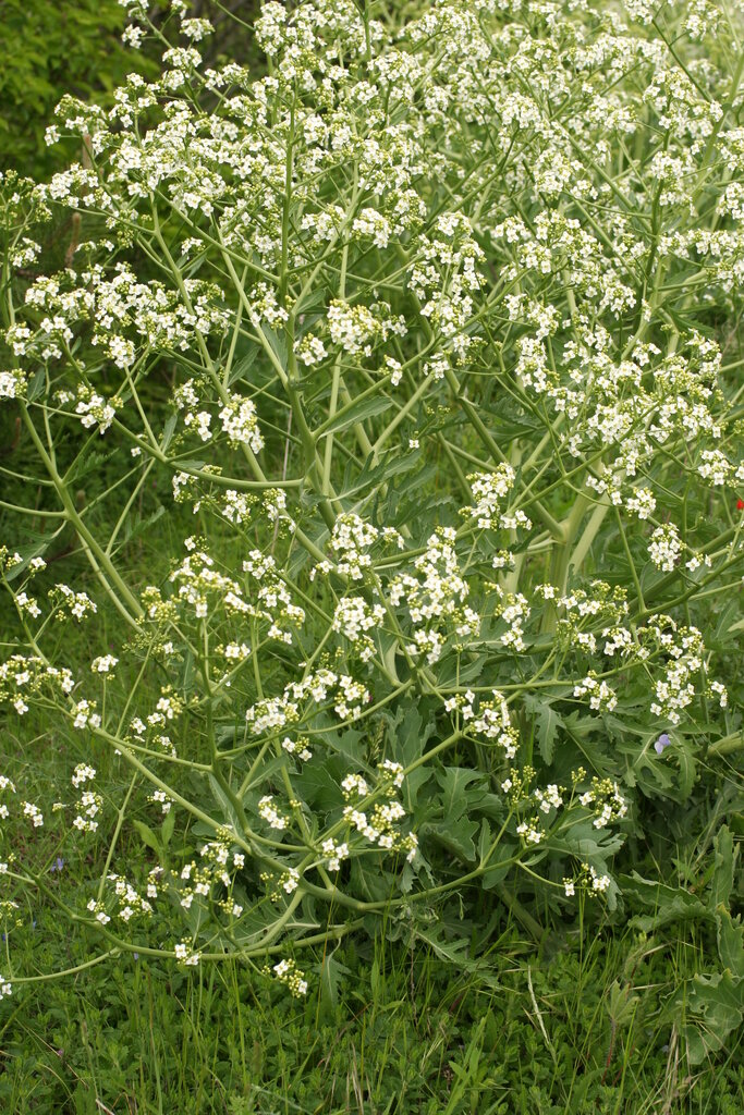 Изображение особи Crambe pinnatifida.