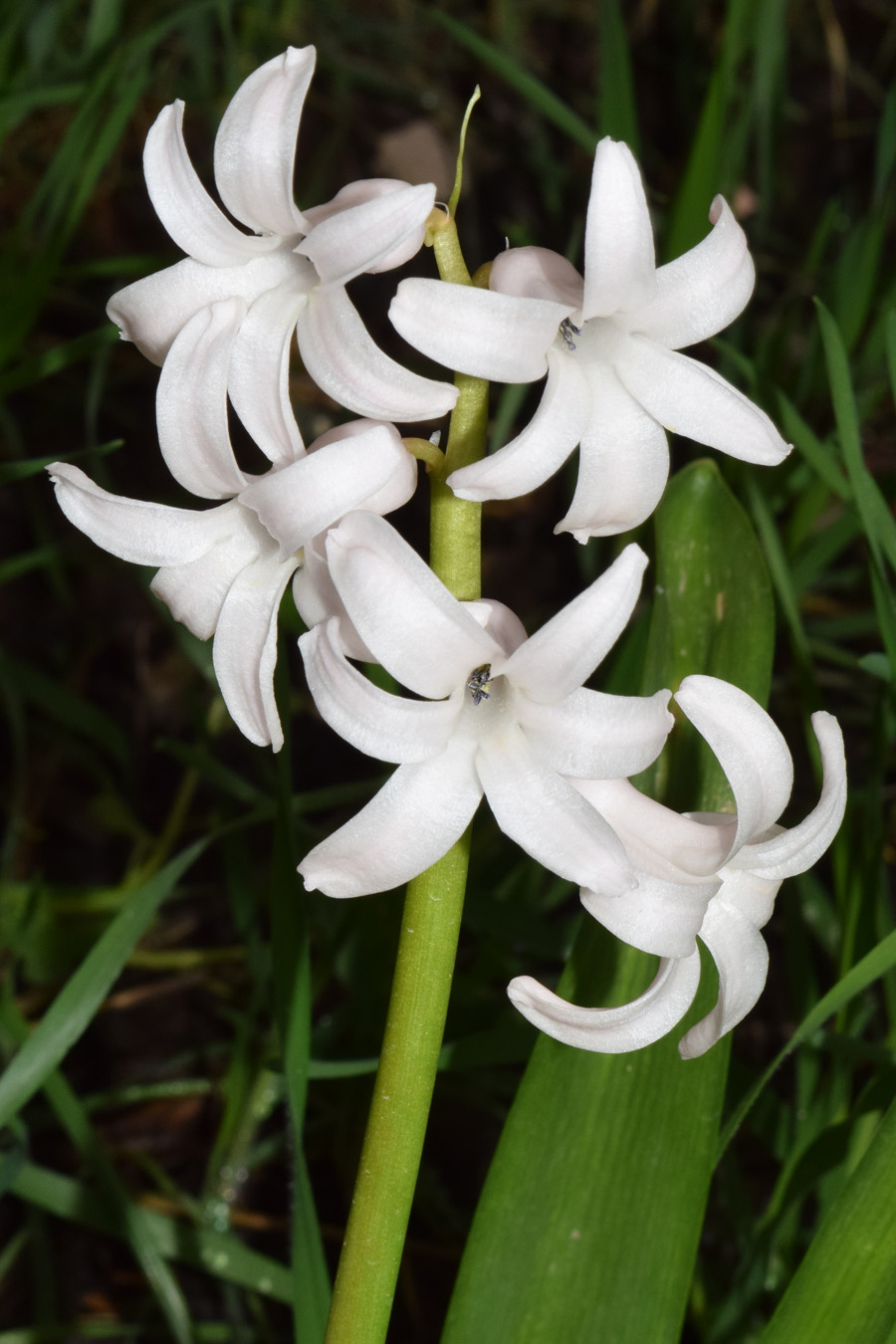 Image of Hyacinthus orientalis specimen.