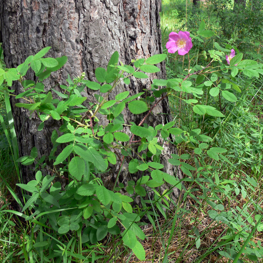 Изображение особи Rosa acicularis.