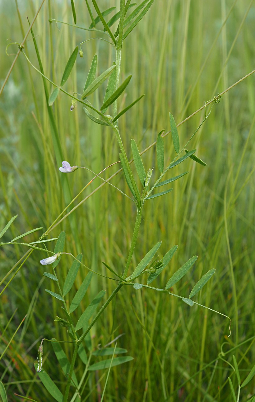 Image of Vicia tetrasperma specimen.