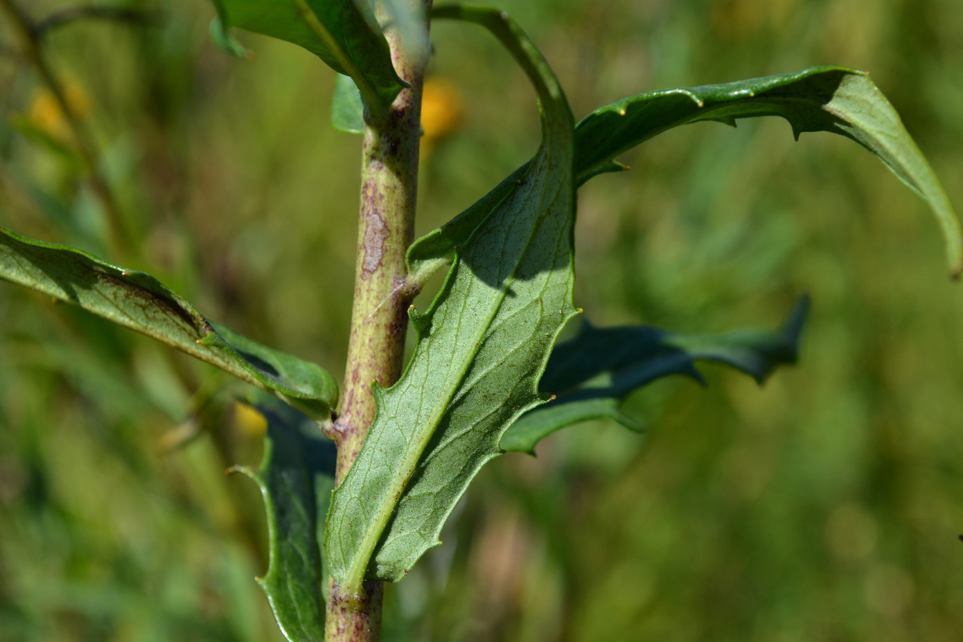 Image of genus Hieracium specimen.