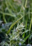 familia Poaceae. Верхушка побега с соцветием. Дагестан, г. Дербент, газон. 04.05.2022.