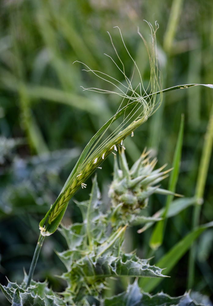 Изображение особи семейство Poaceae.