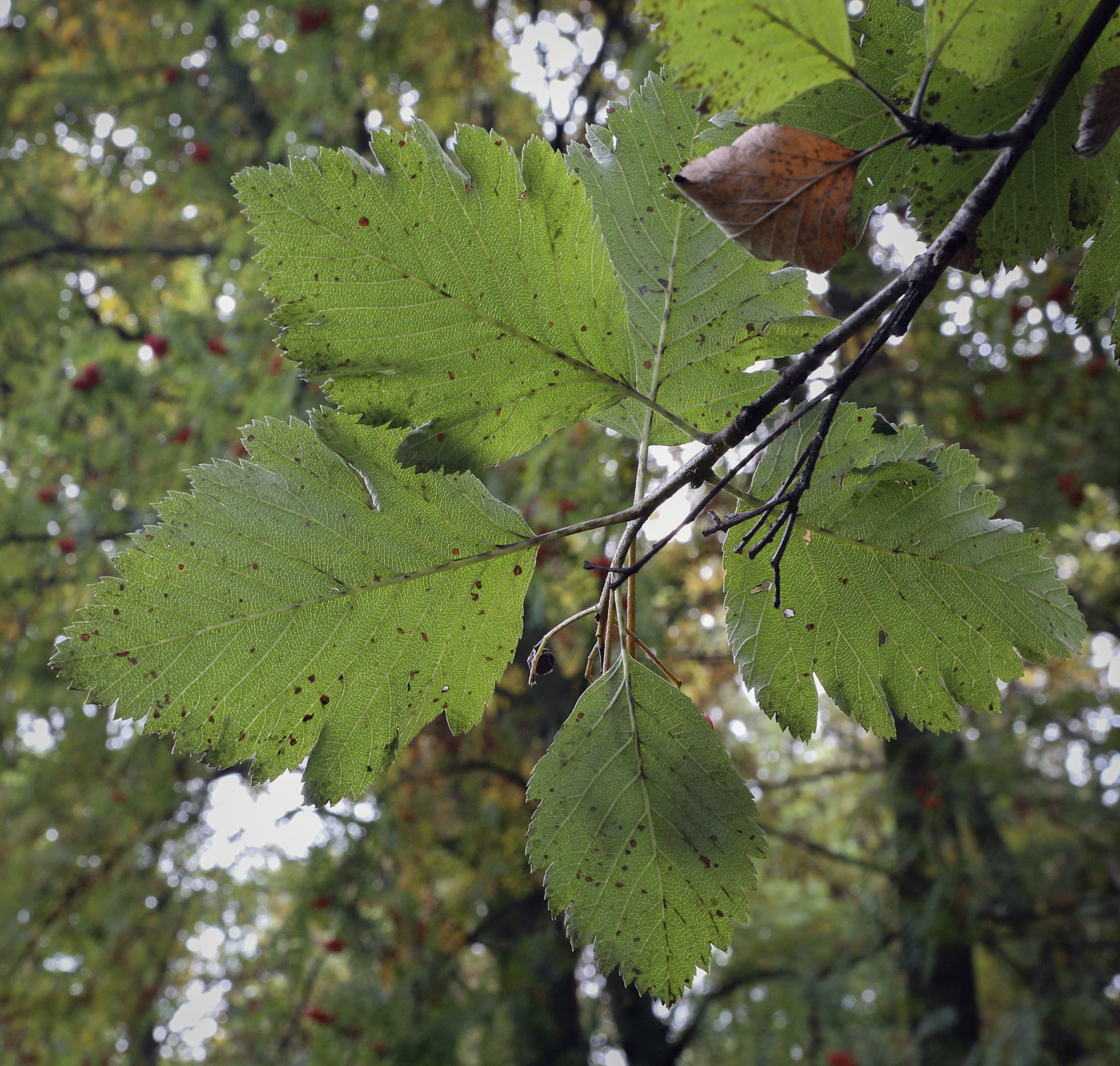 Image of Sorbus austriaca specimen.