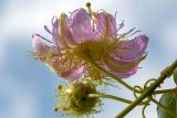 Passiflora foetida. Часть побега с цветком. Израиль, г. Бат-Ям, высокий берег Средиземного моря. 08.10.2022.