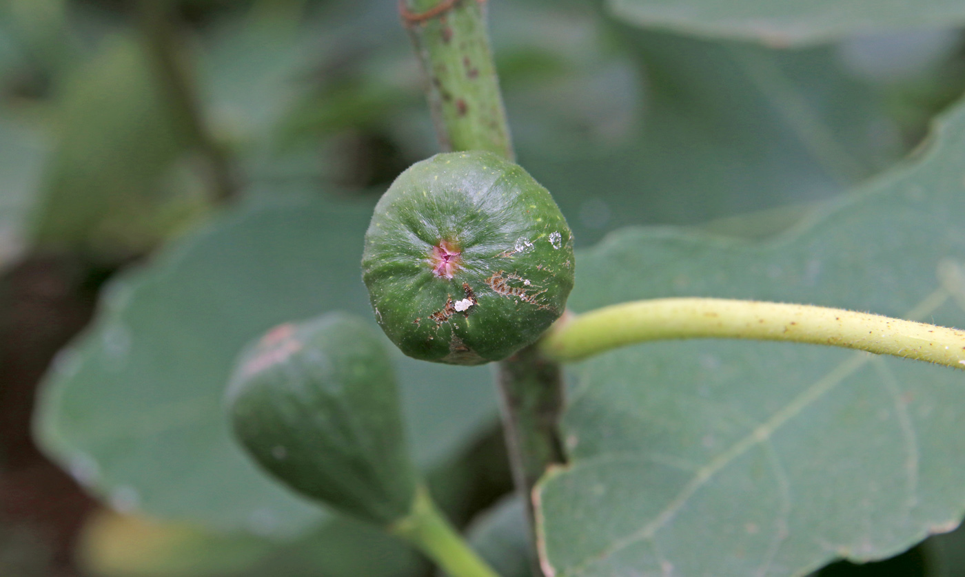 Изображение особи Ficus carica.