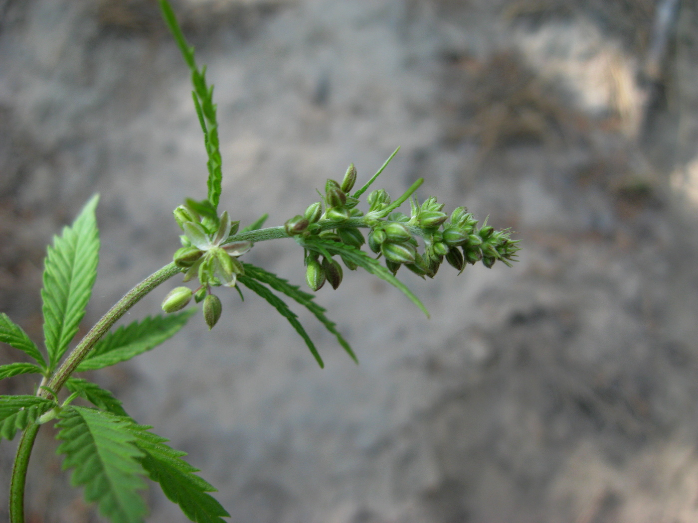 Image of Cannabis sativa specimen.