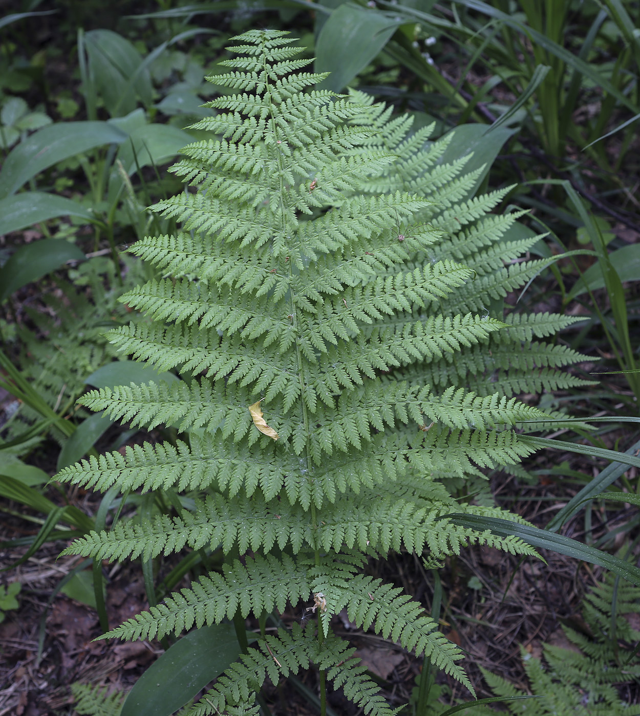 Изображение особи Athyrium filix-femina.