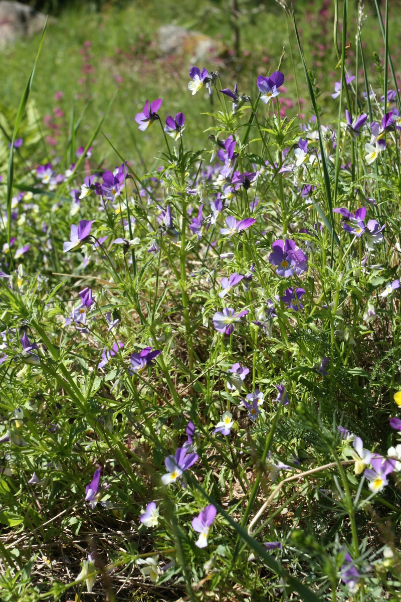 Изображение особи Viola maritima.