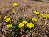 семейство Asteraceae. Цветущие и отцветшие растения. Германия, г. Берлин, Трептов-парк. 08.07.2010.