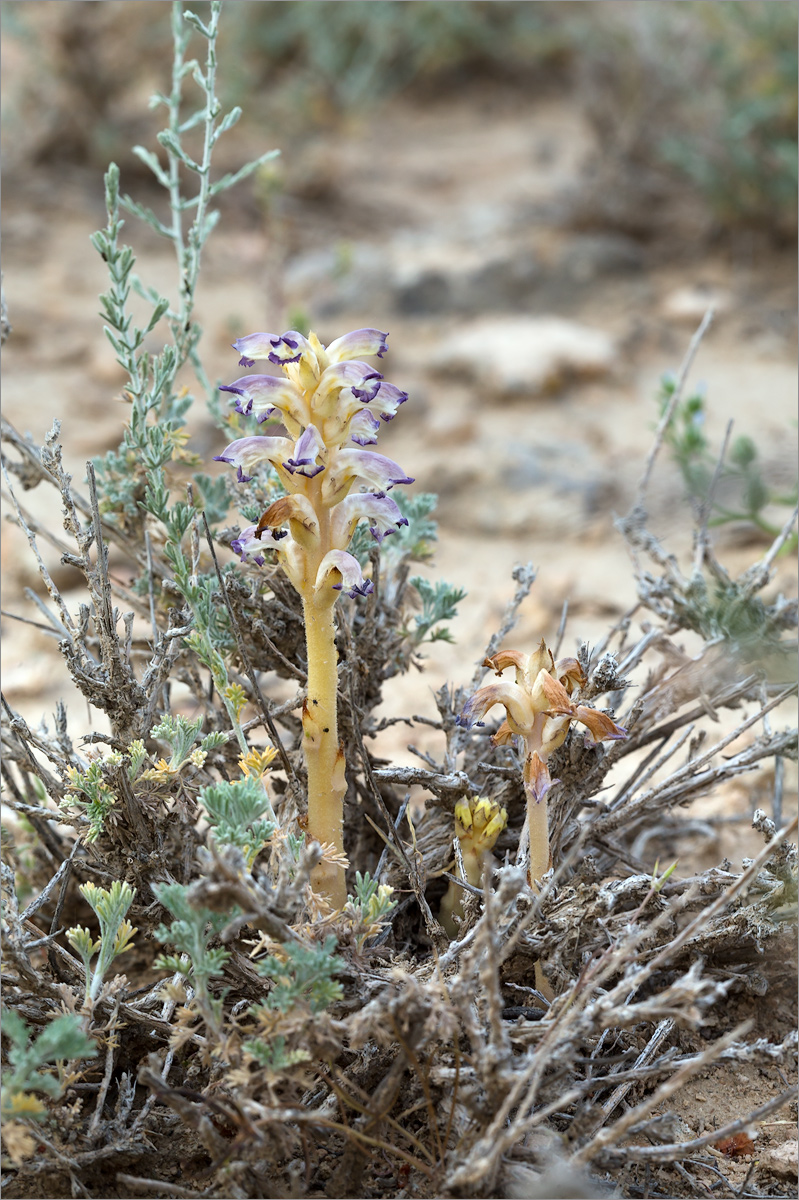 Изображение особи Orobanche cumana.