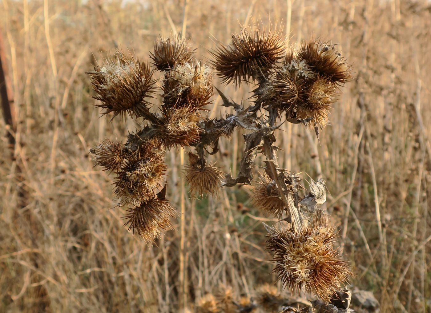 Image of genus Onopordum specimen.