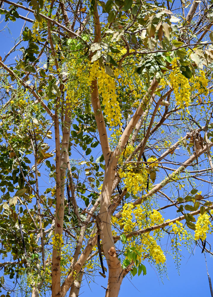 Image of Cassia fistula specimen.