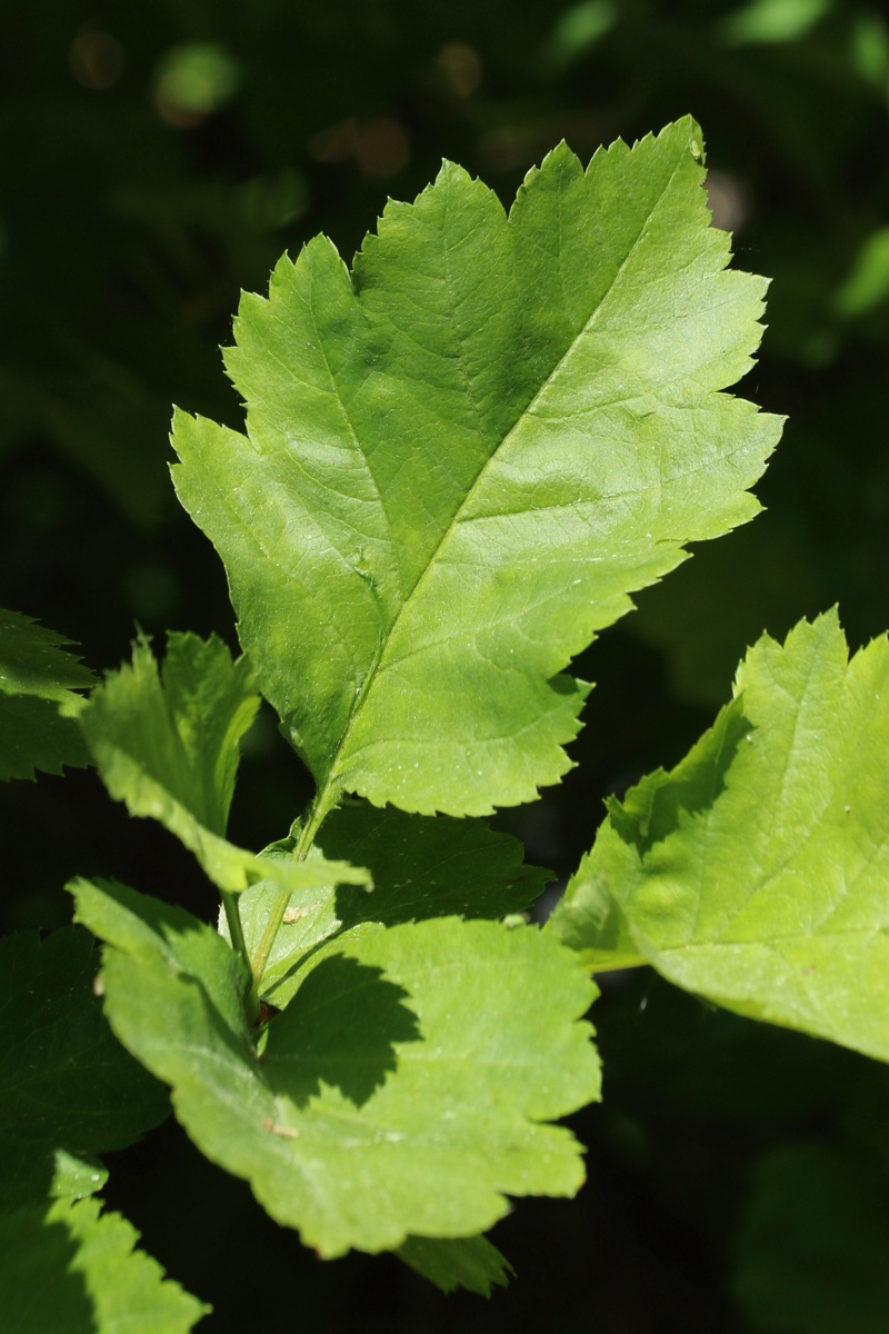 Image of genus Crataegus specimen.