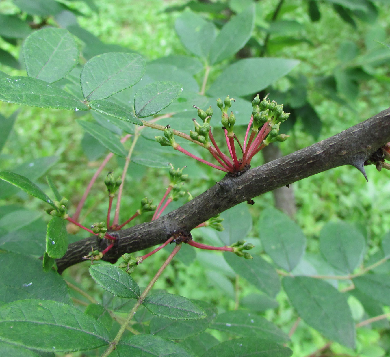 Image of Zanthoxylum americanum specimen.