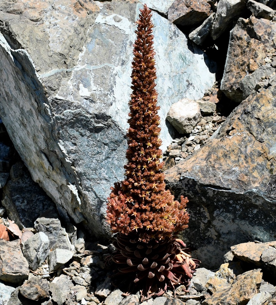 Image of Sedum microstachyum specimen.