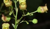 Scrophularia umbrosa. Часть соцветия с бутонами и цветками. Узбекистан, Кашкадарьинская обл., Китабский геологический заповедник; Зеравшанский хр., теснины р. Навобак, заросшая тропа на берегу реки. 22.07.2023.