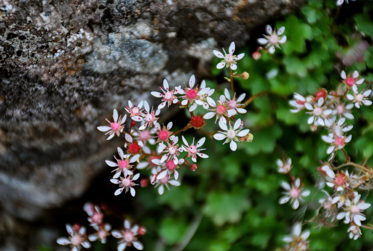 Изображение особи Micranthes nudicaulis.