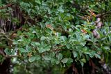 Arbutus andrachne