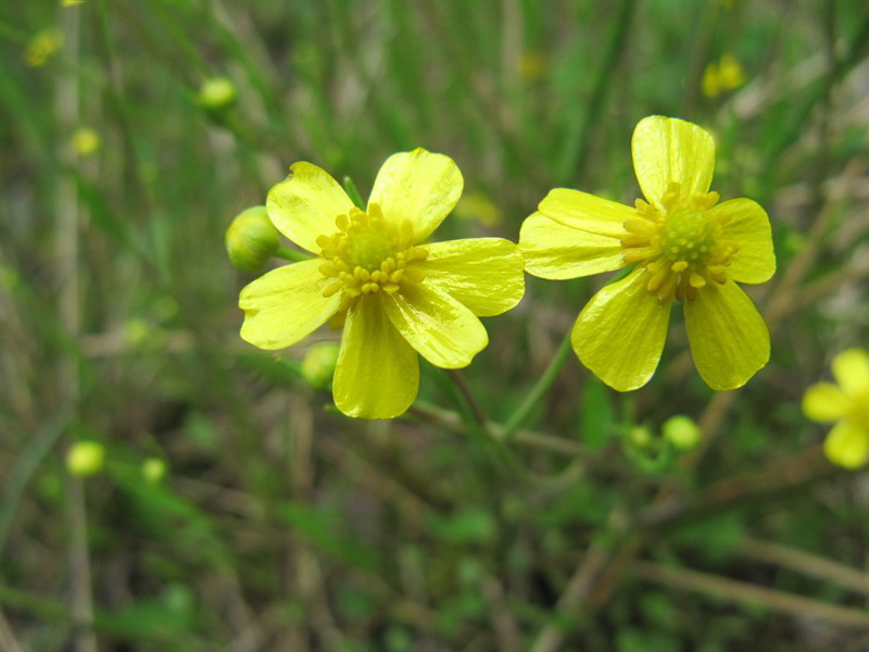 Image of Ranunculus flammula specimen.