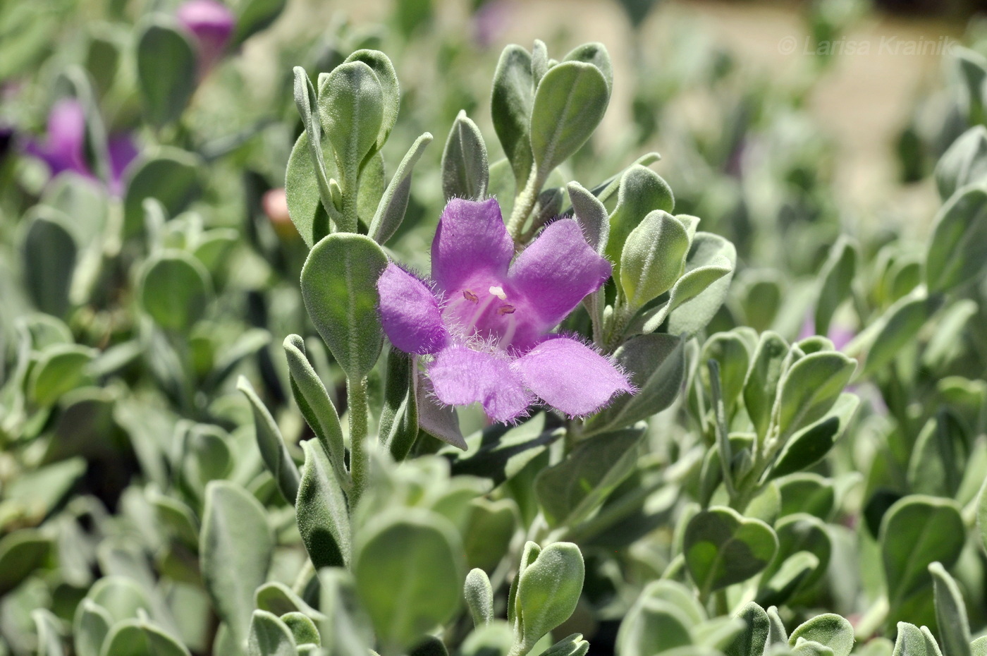 Изображение особи Leucophyllum frutescens.