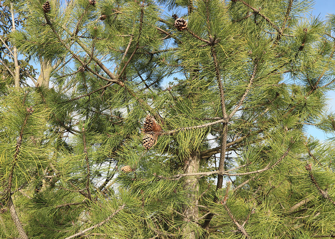 Image of Pinus pallasiana specimen.