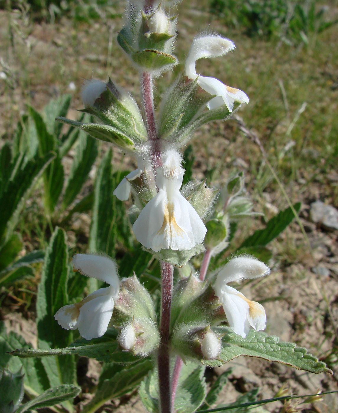 Image of Phlomoides eriocalyx specimen.