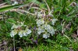 Pedicularis armena. Цветущее растение в сообществе с Vicia. Армения, обл. Арагацотн, гора Арагац, берег оз. Кари, ≈ 3200 м н.у.м., альпийский луг. 20.06.2022.