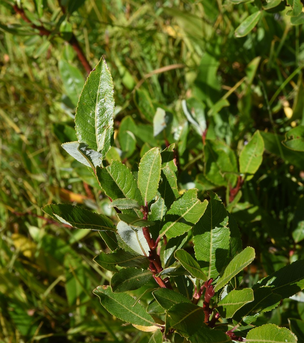 Image of Salix kuznetzowii specimen.