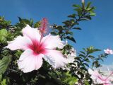 Hibiscus rosa-sinensis