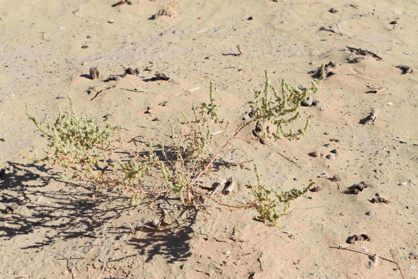 Изображение особи Salsola nitraria.